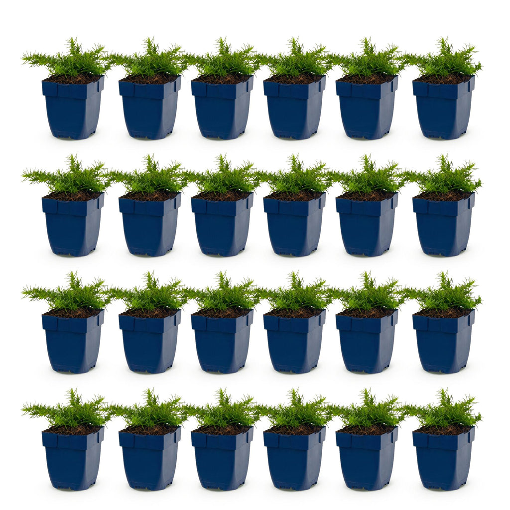 Vasteplant - Phlox Rosette - Vlambloem - Bodembedekkend - Roze - 24 Planten - Pot 11cm - Hoogte 15-25cm