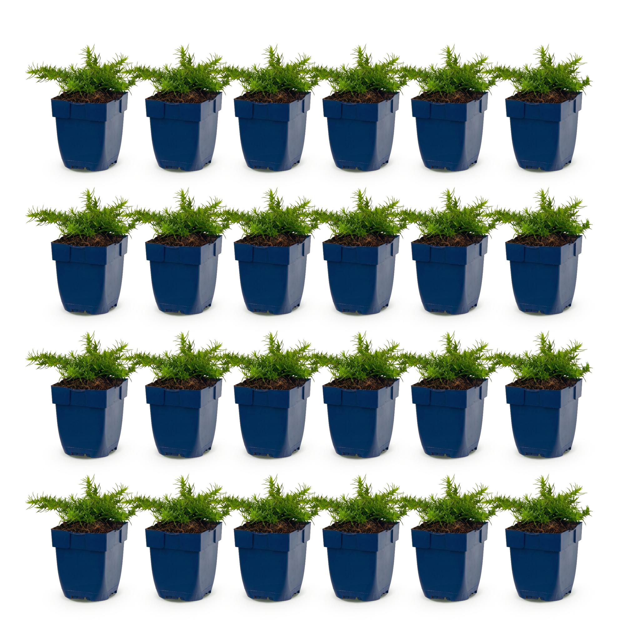 Vasteplant - Phlox Rosette - Vlambloem - Bodembedekkend - Roze - 24 Planten - Pot 11cm - Hoogte 15-25cm