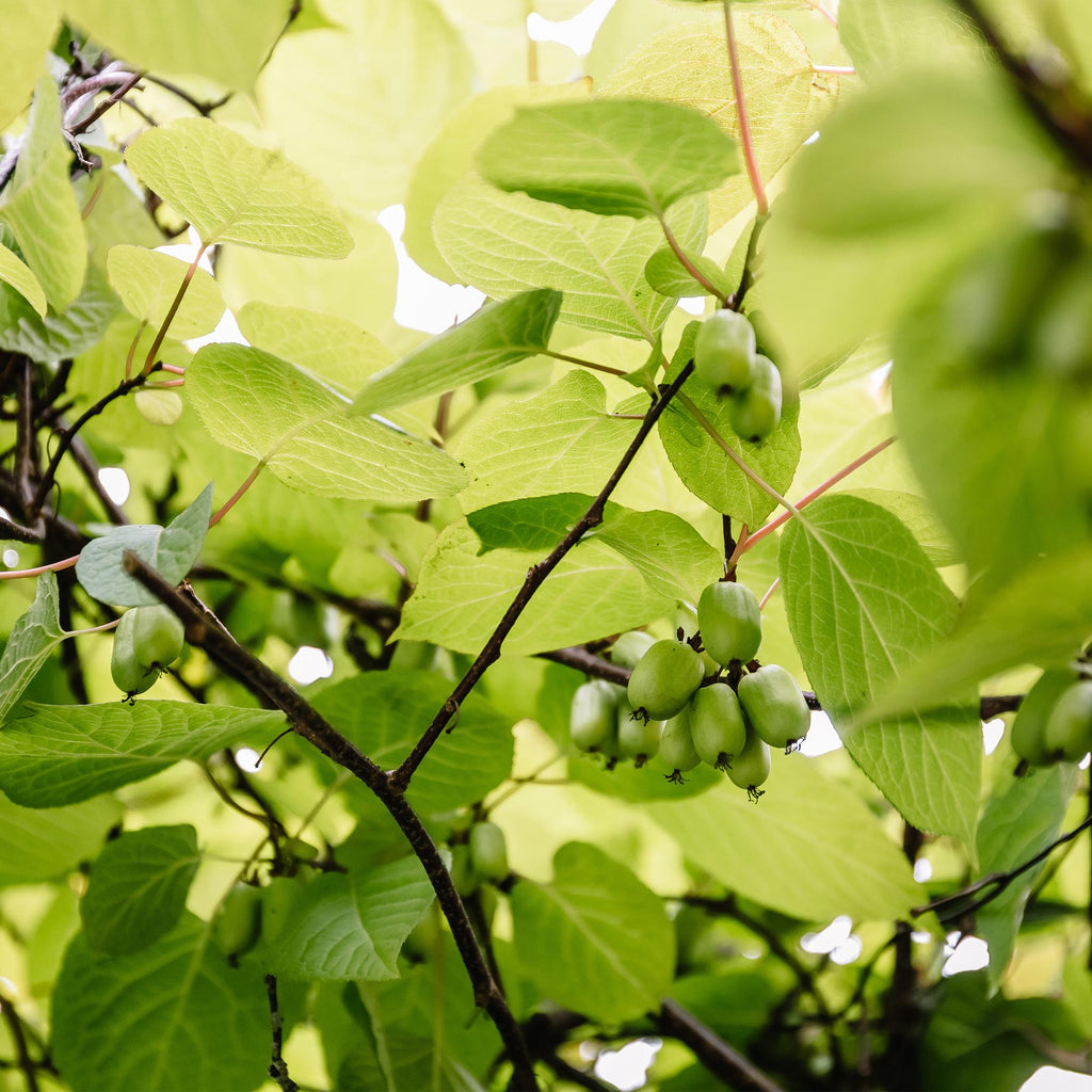 Fruitplant - Kiwi - Actinidia arguta Issai - Groene Vrucht - 2 planten -  Pot 11cm Hoogte 40cm