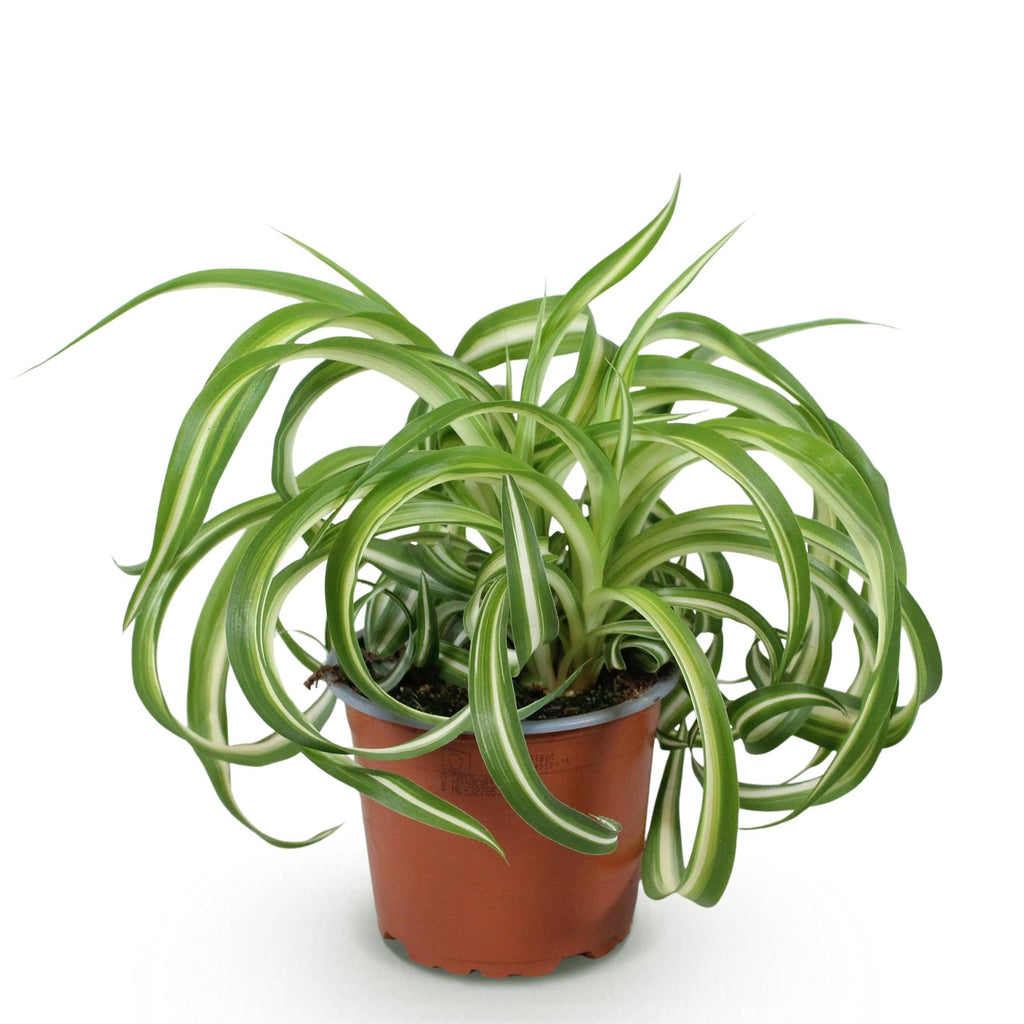 Kamerplant - Chlorophytum comosum Bonnie - Krullende Graslelie - Huisdiervriendelijke Plant - Groen - 1 Plant - Pot 12cm - Hoogte 20cm