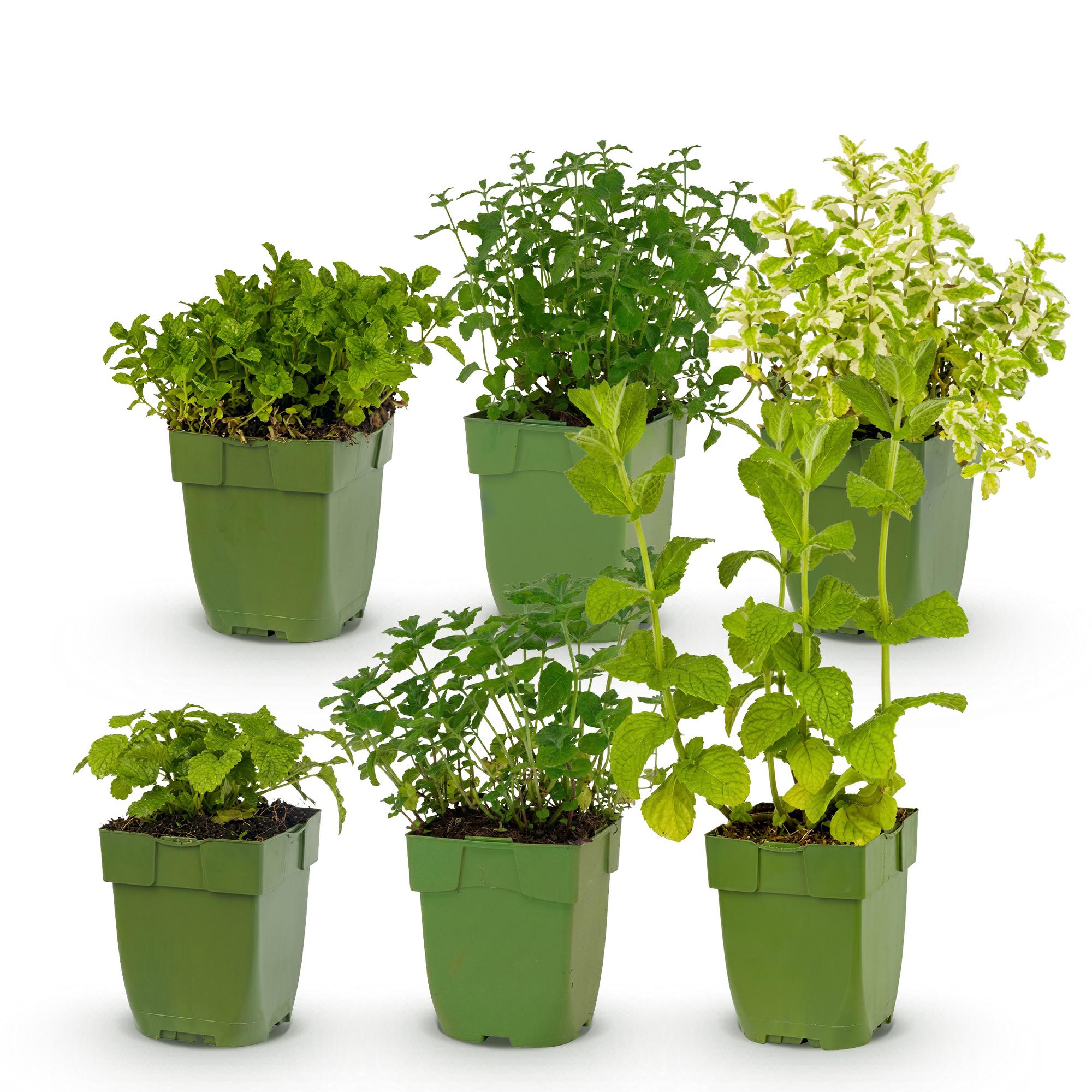 Vasteplant - Borderpakket - Theekruiden - Diversen - Soorten en kleuren - 6 Planten - Pot 11cm - Hoogte 15-25cm