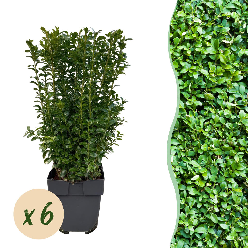 Haagplanten - Buxus sempervirens -  blad groen - 6 planten - 1 strekkende meter - groenblijvend - pot 17cm hoogte 45cm