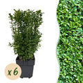 Haagplanten - Buxus sempervirens -  blad groen - 6 planten - 1 strekkende meter - groenblijvend - pot 17cm hoogte 45cm