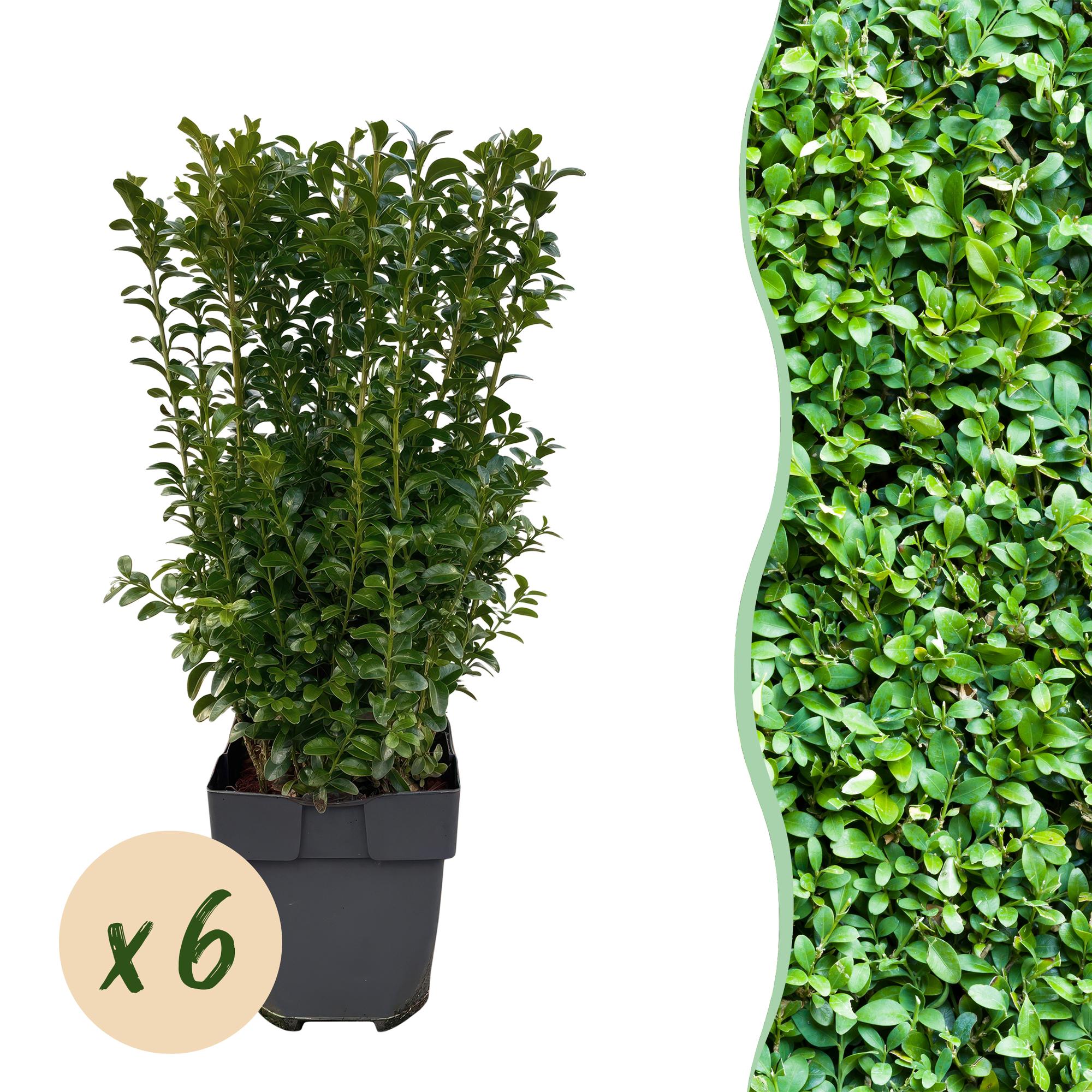 Haagplanten - Buxus sempervirens -  blad groen - 6 planten - 1 strekkende meter - groenblijvend - pot 17cm hoogte 45cm