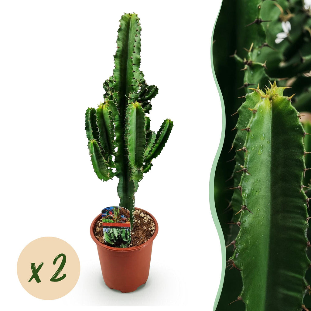 Kamerplant - Euphorbia eritrea - Afrikaanse melkboom - Weinig onderhoud - Groen - 2 - Pot 17cm - Hoogte 60cm