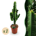 Kamerplant - Euphorbia eritrea - Afrikaanse melkboom - Weinig onderhoud - Groen - 2 - Pot 17cm - Hoogte 60cm