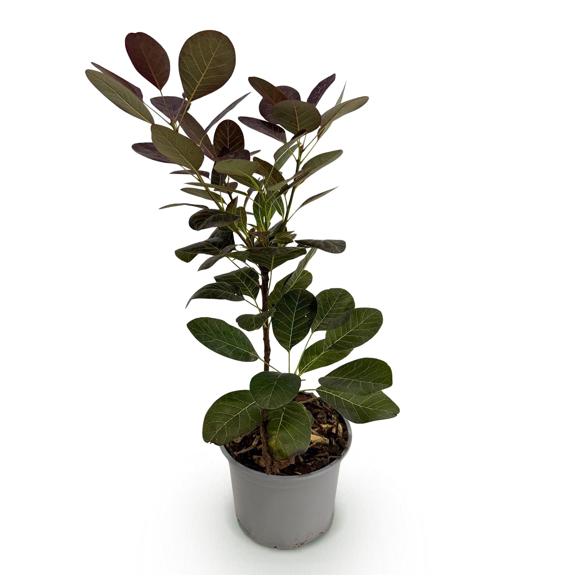 Tuinplant - Cotinus coggyria Royal Purple - Paars - 1 Plant - Bladverliezend - Weinig Onderhoud - Pot 12cm Hoogte 35cm