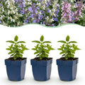 Vasteplant - Nepeta Tricolour - Kattenkruid - Bijen- en vlinderlokkers - Paars - Roze - Wit - 6 Planten - Pot 11cm - Hoogte 15-25cm