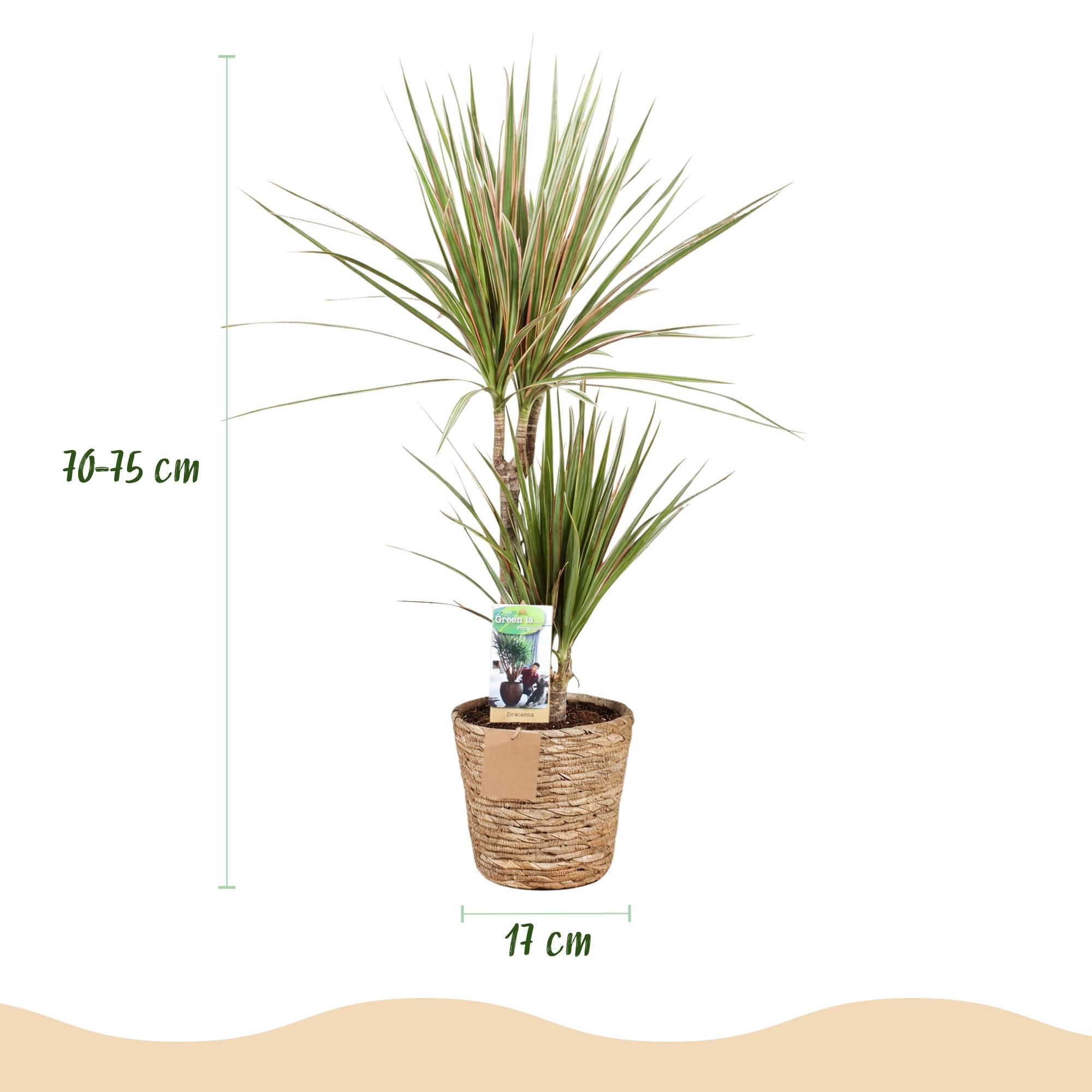 Green is... Kamerplanten - Dracaena Marginata Bicolor - Drakenbloedboom - Weinig onderhoud - met mand - Groen - 1 Plant - Pot 17cm - Hoogte 70-75cm