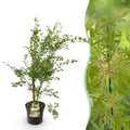 Tuinplant - Acer palmatum Methamorphosa - Japanse Esdoorn - Bladverliezend - Groen - Oranje - 1 - Pot 26cm - Hoogte 90cm
