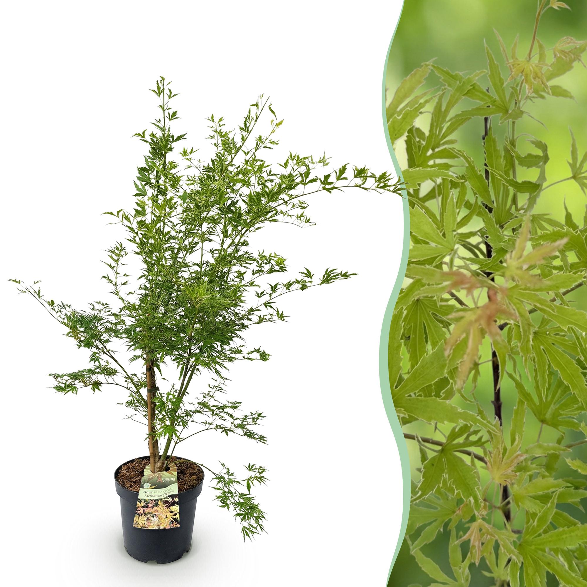 Tuinplant - Acer palmatum Methamorphosa - Japanse Esdoorn - Bladverliezend - Groen - Oranje - 1 - Pot 26cm - Hoogte 90cm