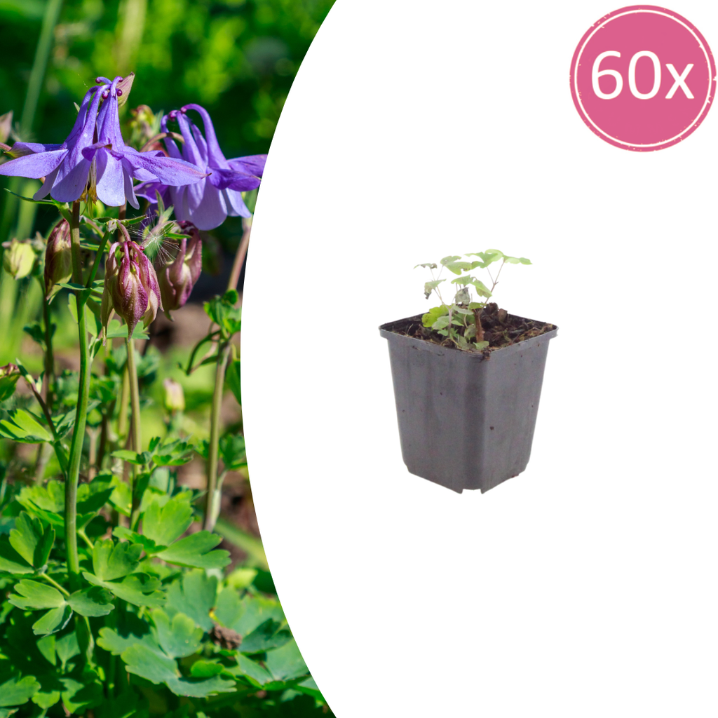 60x Aquilegia vulgaris - ↕10-25cm - Ø9cm