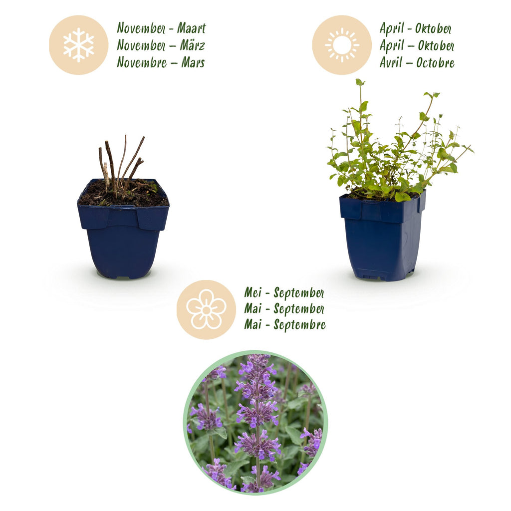 Vasteplant - Nepeta rac. Grog - Kattenkruid - Bijen- en vlinderlokkers - Blauw - 6 Planten - Pot 11cm - Hoogte 15-25cm