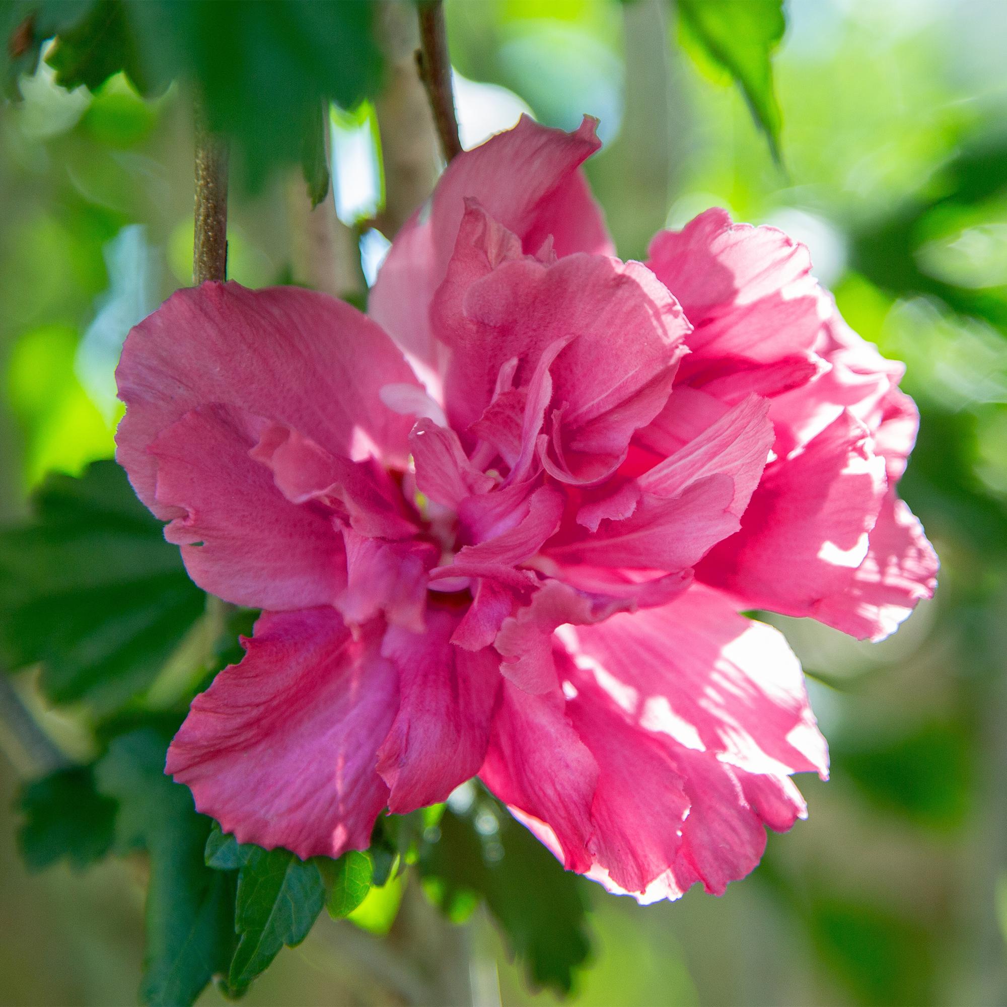 Plant op Stam - Hibiscus syriacus Magenta Chiffon® - Terras Plant - Bladverliezend - Winterhard - Roze Bloem - Pot 19cm Hoogte 90cm