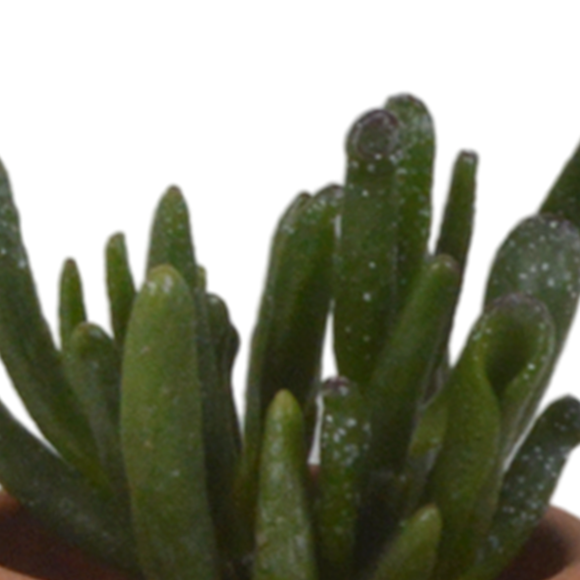 Vetplanten mix 5.5 cm - 5x - in terracotta pot