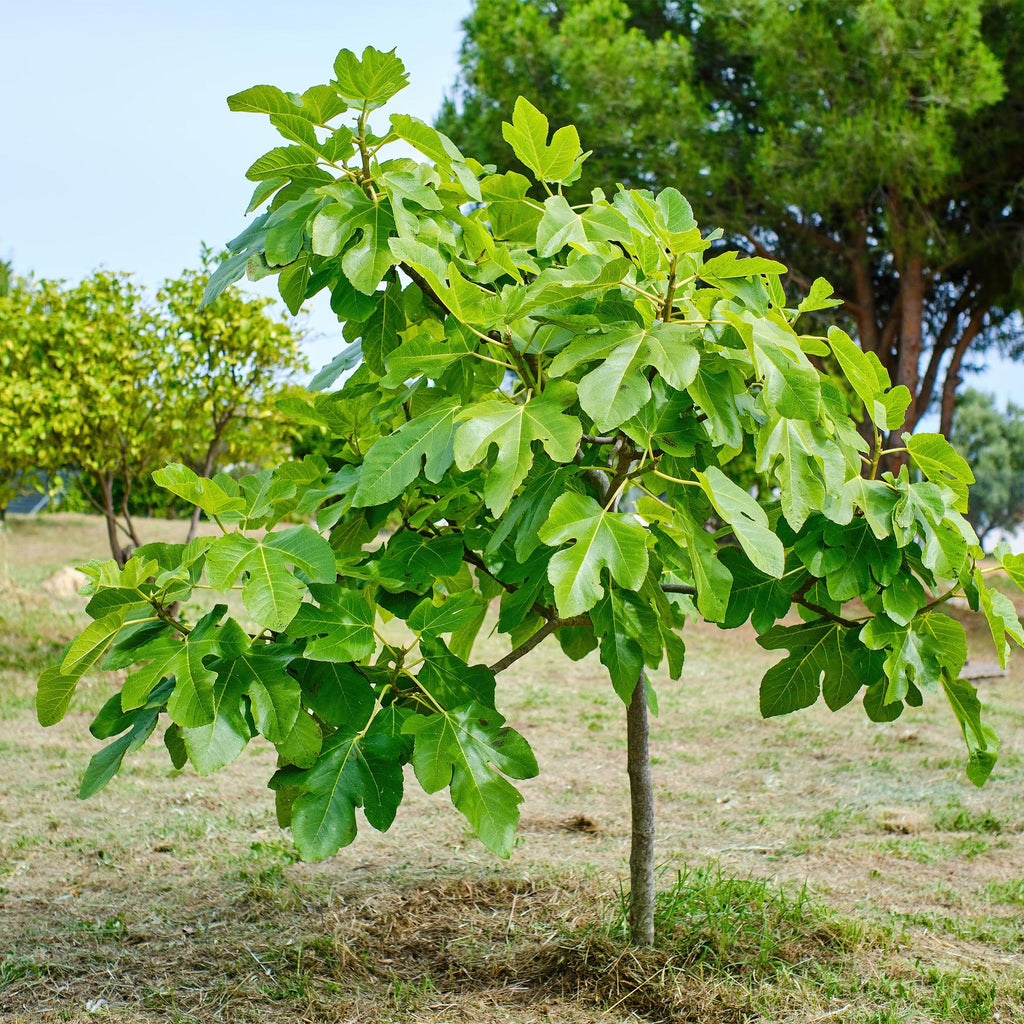 Plant op Stam - Ficus carica Brown Turkey - Terras Plant - Bladverliezend - Winterhard - Groene Vrucht - Pot 19cm Hoogte 90cm