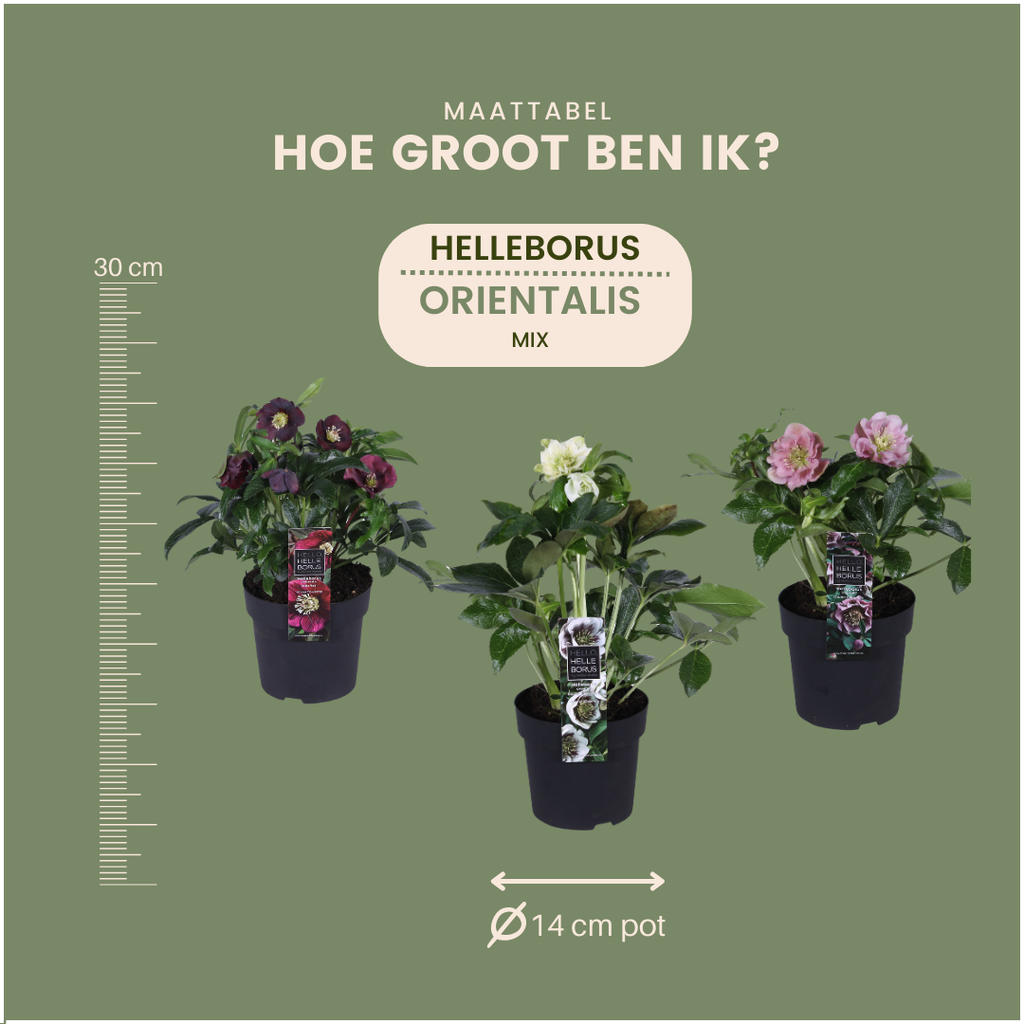 Helleborus Specials - 3 x Ø 14 cm - ↨ 25 cm