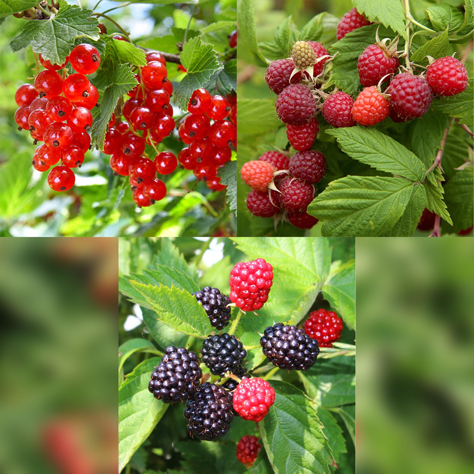 Fruit planten mix - Rode Bes, Rode Framboos, Zwarte Braam - 3 planten - Pot 11cm Hoogte 40cm