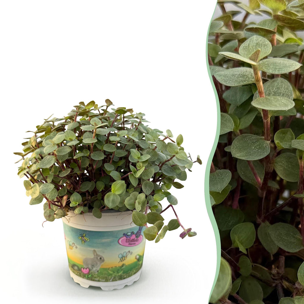 Kamerplant - Calissia repens - Schildpad plant - Huisdiervriendelijke Plant - Groen - 1 Plant - Pot 12cm - Hoogte 14cm