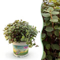 Kamerplant - Calissia repens - Schildpad plant - Huisdiervriendelijke Plant - Groen - 1 Plant - Pot 12cm - Hoogte 14cm