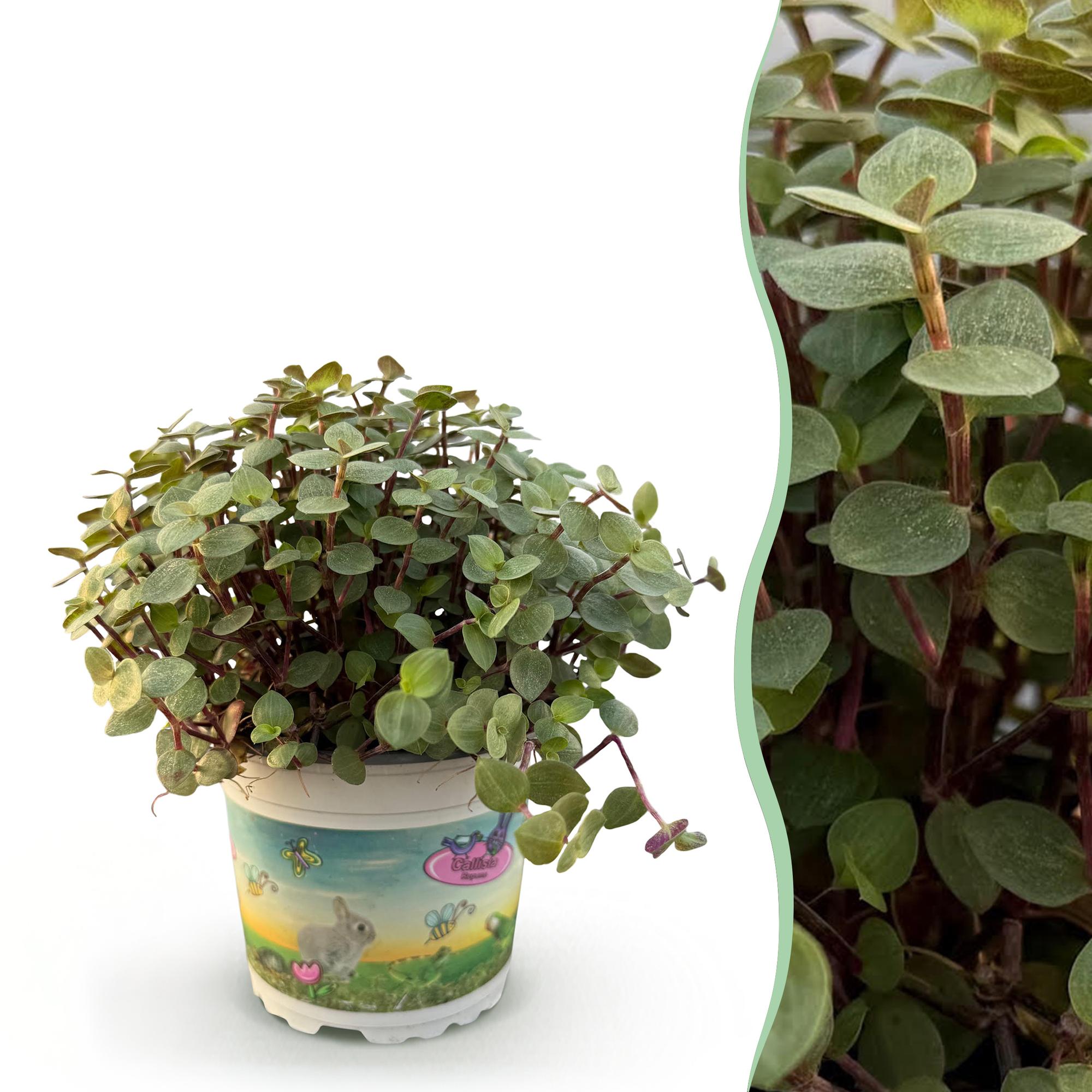 Kamerplant - Calissia repens - Schildpad plant - Huisdiervriendelijke Plant - Groen - 1 Plant - Pot 12cm - Hoogte 14cm