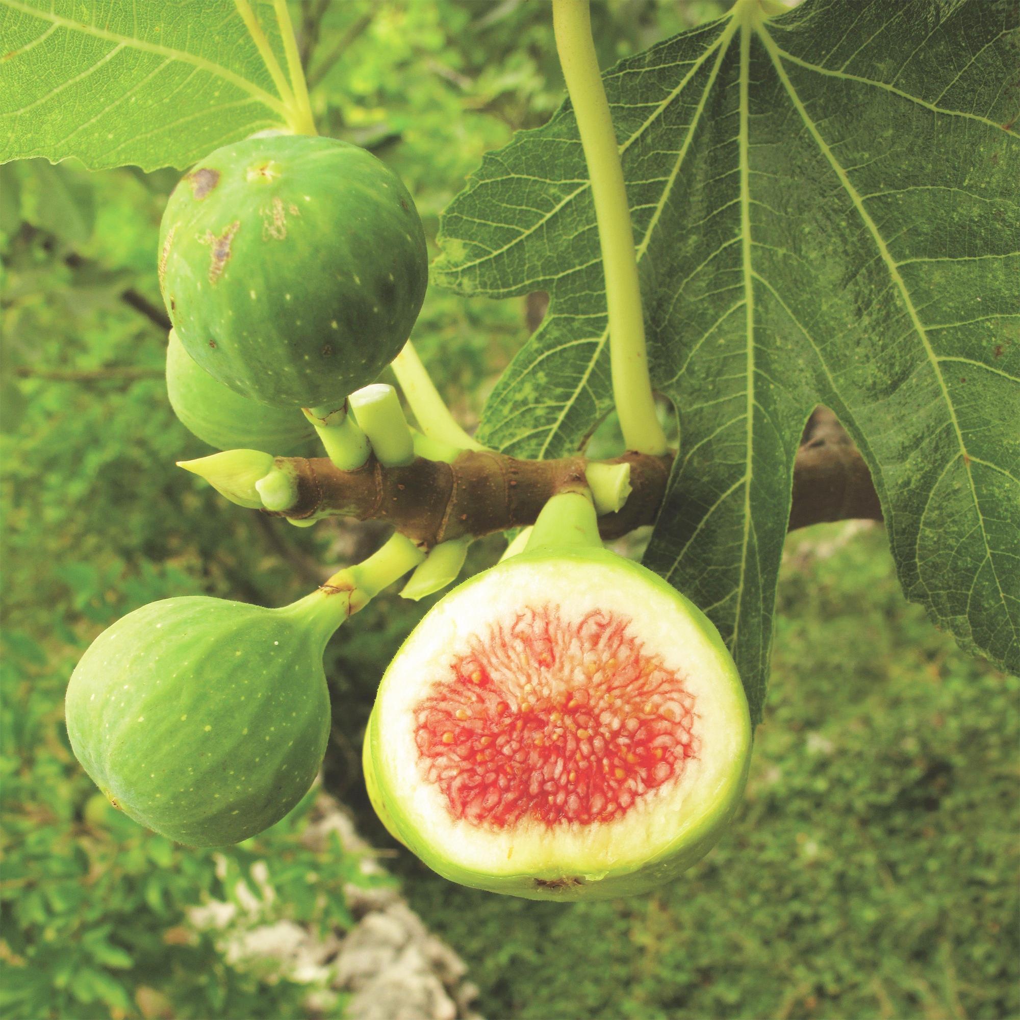 Fruitplant - Ficus carica Brown Turkey - Vijgenboom - Winterhard - Groen - Paarse Vrucht - 2 Planten - Pot 15cm - Hoogte 50cm