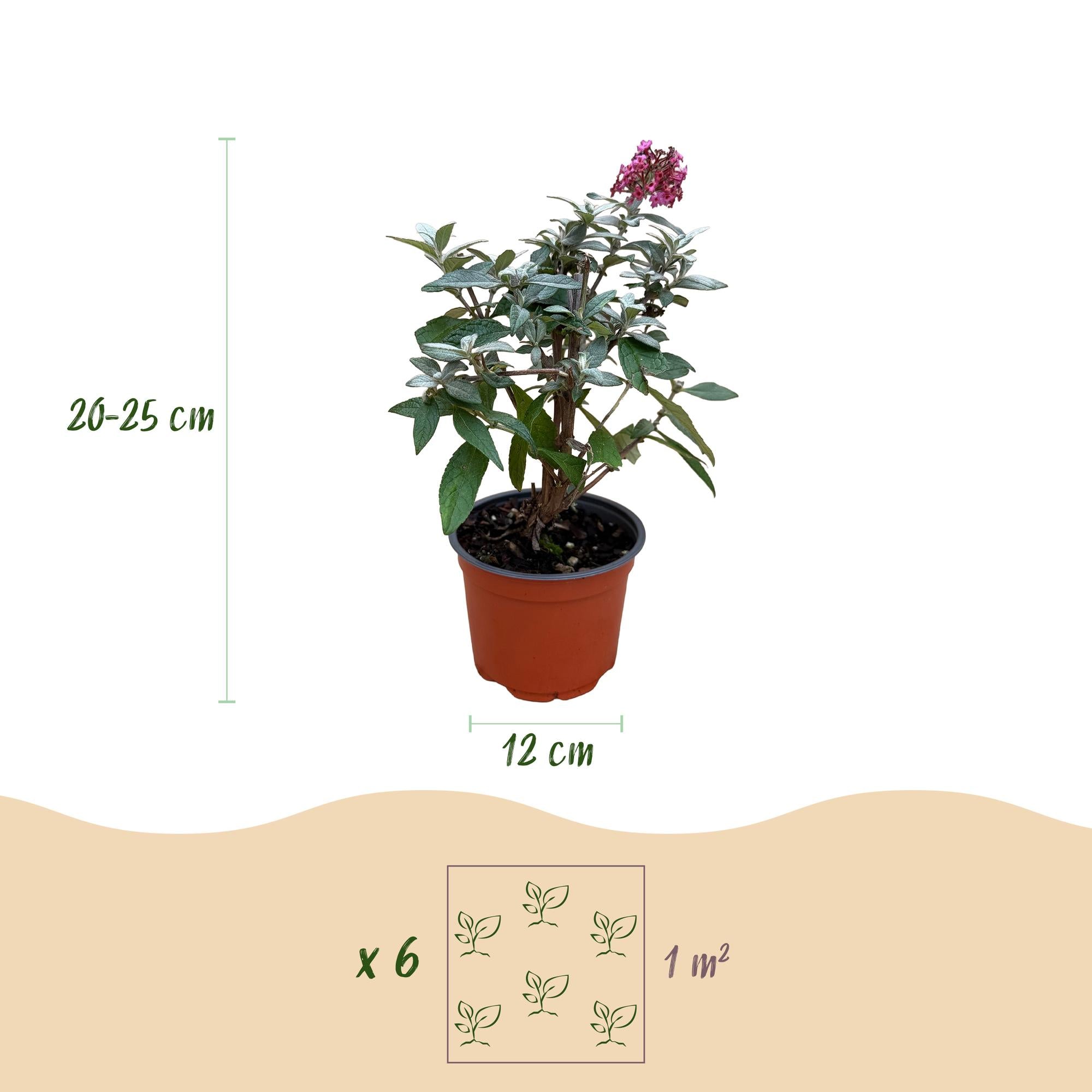 Tuinplant - Buddleja davidii Butterfly Candy Little Ruby - Vlinderstruik - Compact - Rood - 3 Planten - Pot 12cm - Hoogte 20-25cm