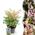 Tuinplant - Nandina Twilight - Bont & Roze - 1 Plant - Groenblijvend - Weinig Onderhoud - Pot 17cm Hoogte 45cm
