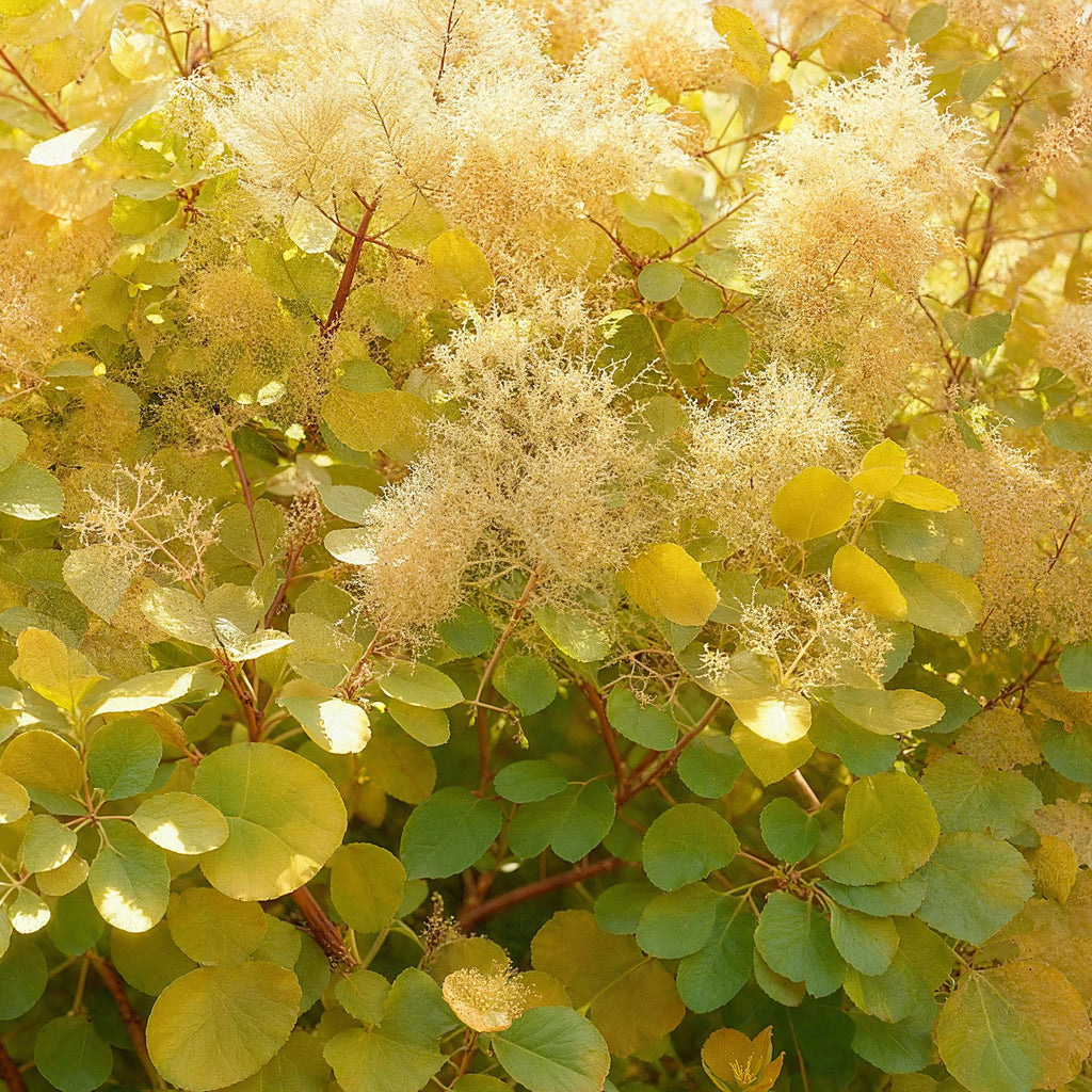 Tuinplant - Cotinus coggyria Golden Spirit - Geel - 3 Planten - Bladverliezend - Weinig Onderhoud - Pot 12cm Hoogte 35cm