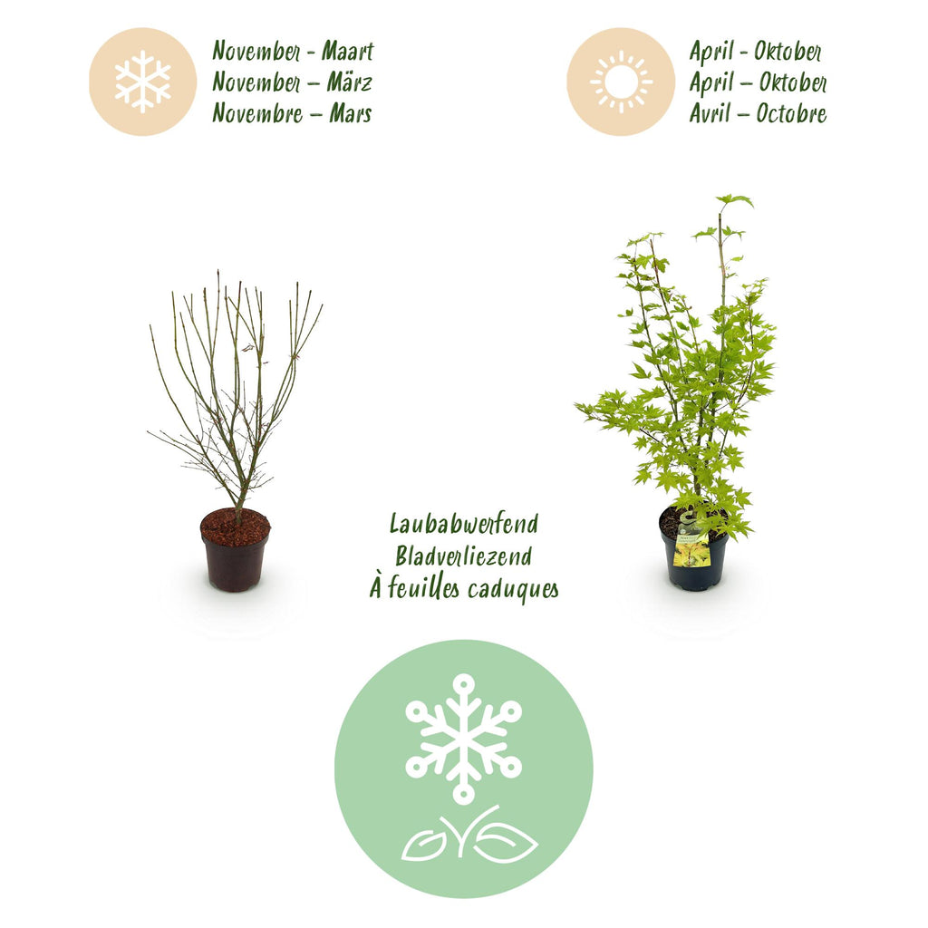 Tuinplant - Acer palmatum Summergold - Japanse Esdoorn - Bladverliezend - Geel - 1 - Pot 26cm - Hoogte 90cm