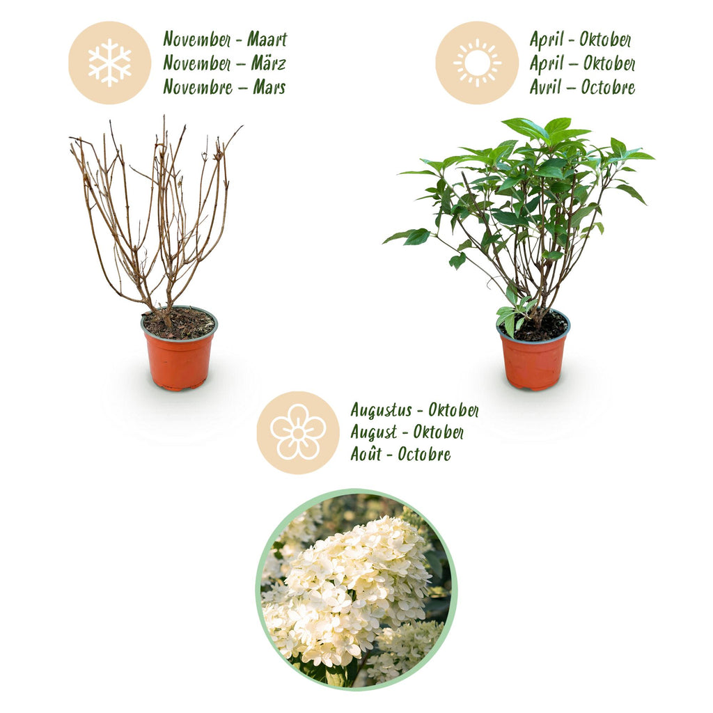 Tuinplant - Hydrangea panniculata Limelight - Pluimhortensia - Winterhard - Lime Groen - 3 Planten - Pot 12cm - Hoogte Hoogte 20-30cm
