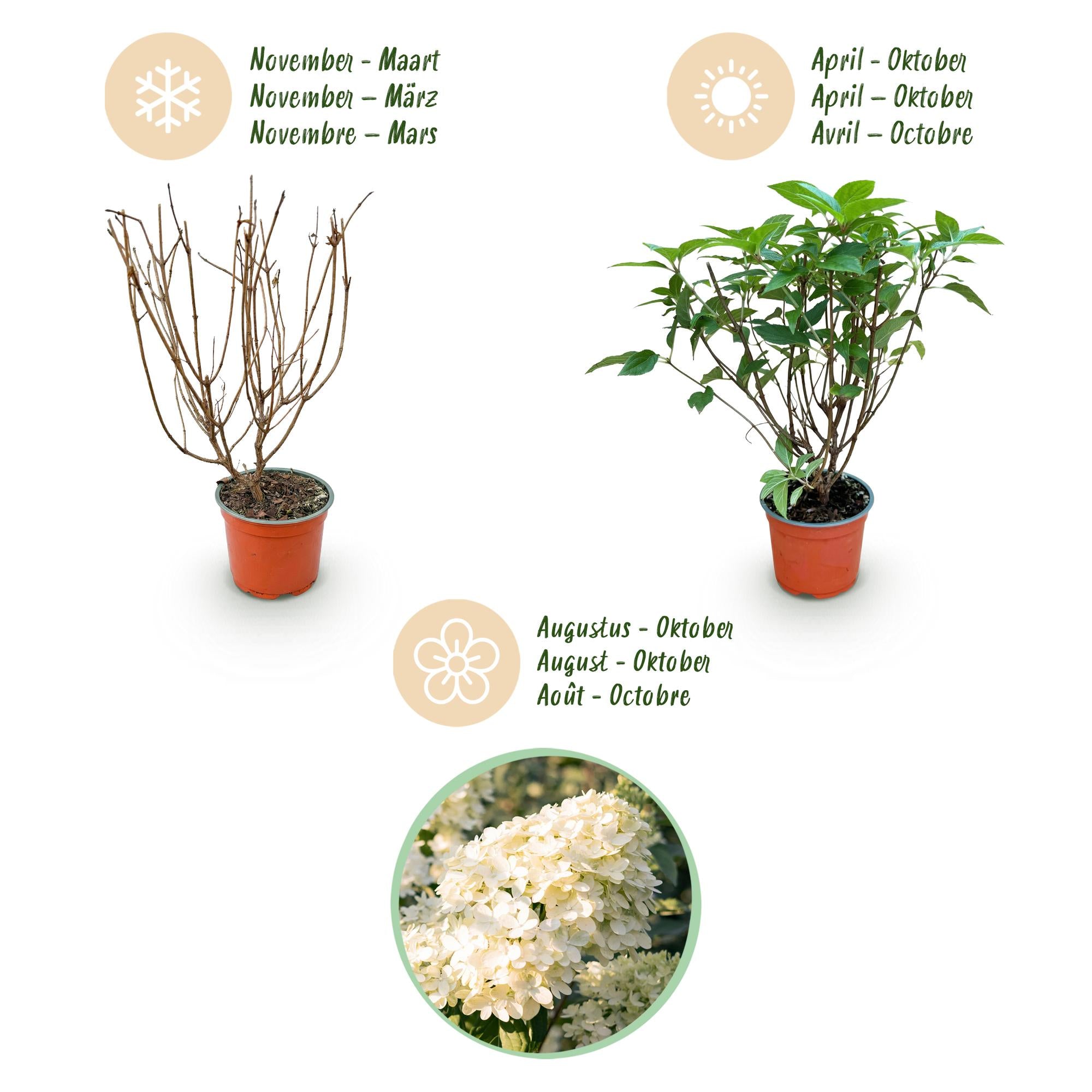 Tuinplant - Hydrangea panniculata Limelight - Pluimhortensia - Winterhard - Lime Groen - 3 Planten - Pot 12cm - Hoogte Hoogte 20-30cm