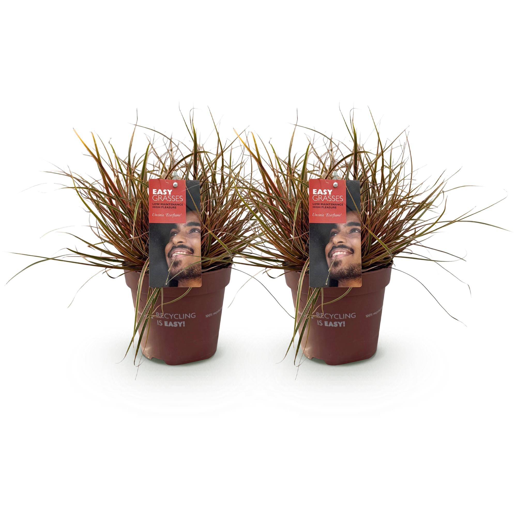 Siergrassen - Uncinia rubra Everflame  - Rood - 2 Planten - Bladhoudend - Weinig Onderhoud - Pot 17cm Hoogte 50cm