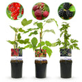 Fruit planten mix - Rode Bes, Rode Framboos, Zwarte Braam - 3 planten - Pot 11cm Hoogte 40cm