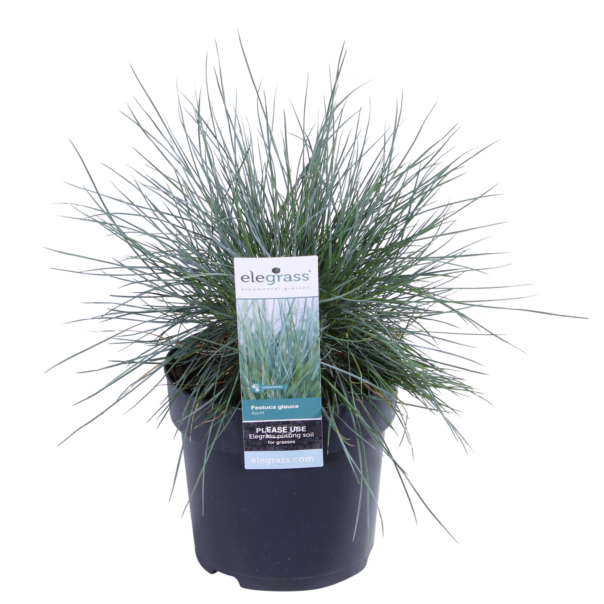 Festuca glauca Azura Blue - Ø19cm - ↕40cm - Ø14 - ↨30cm