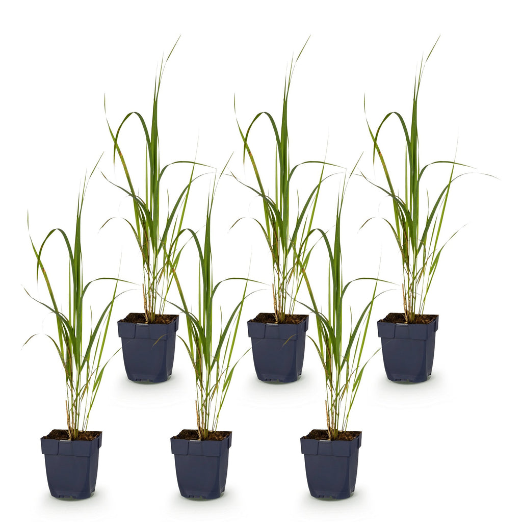 Grassen - Molinia arund. Karl Foerster - Pijpestrootje - Met Pluim - Groen - 6 Planten - Pot 11cm - Hoogte 15-25cm