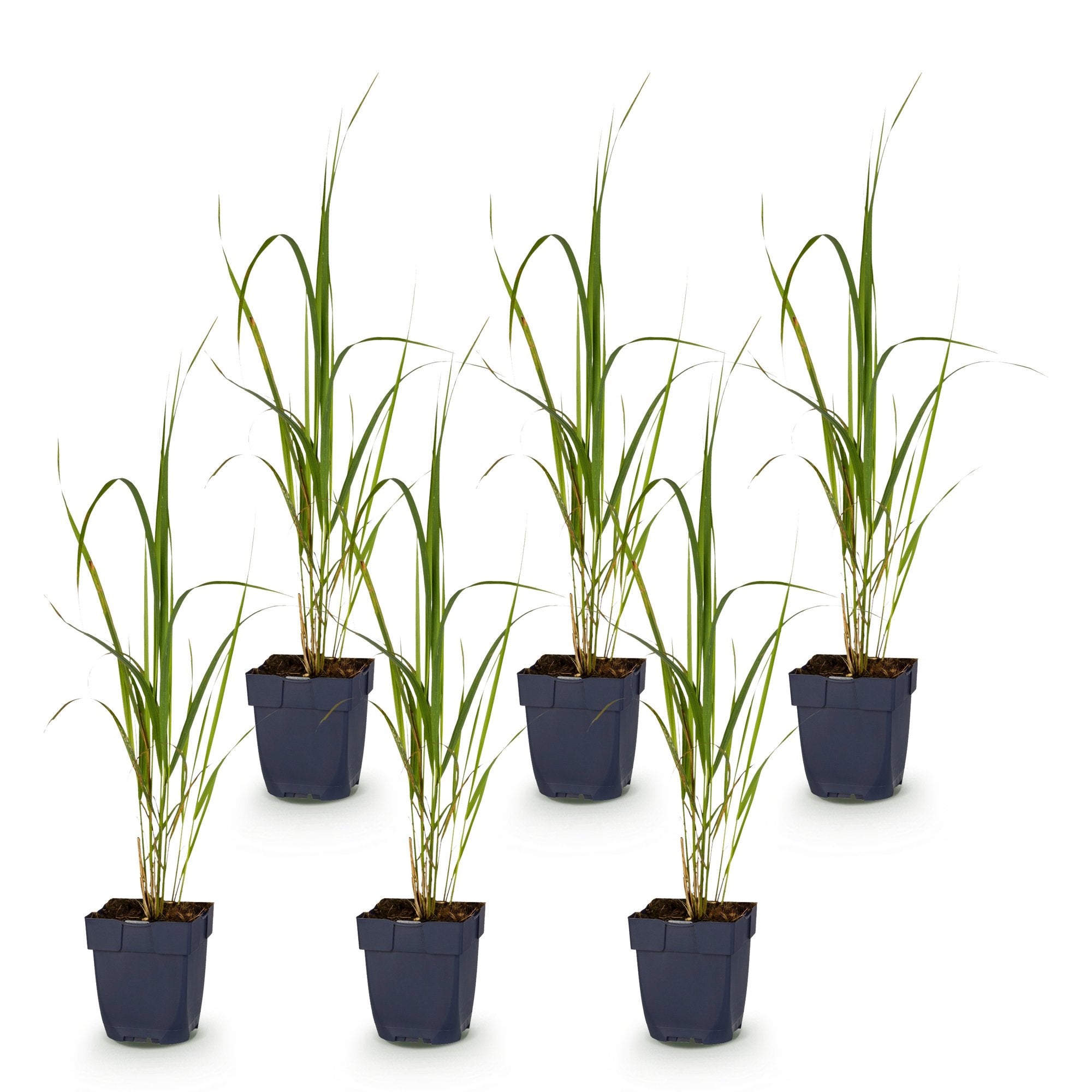 Grassen - Molinia arund. Karl Foerster - Pijpestrootje - Met Pluim - Groen - 6 Planten - Pot 11cm - Hoogte 15-25cm