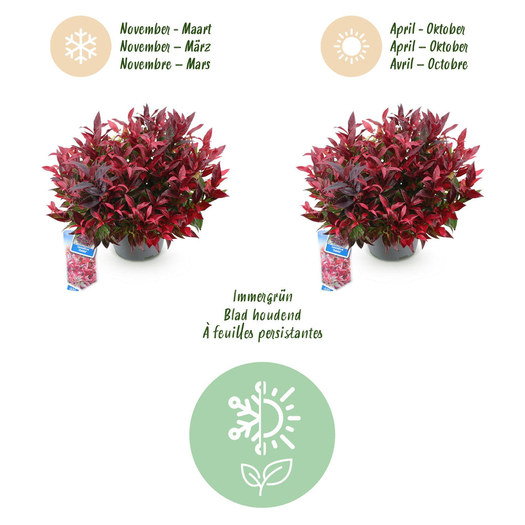 Tuinplant - Leucothoe Zeblid - Rood - 1 Plant - Groenblijvend - Weinig Onderhoud - Pot 17cm Hoogte 45cm