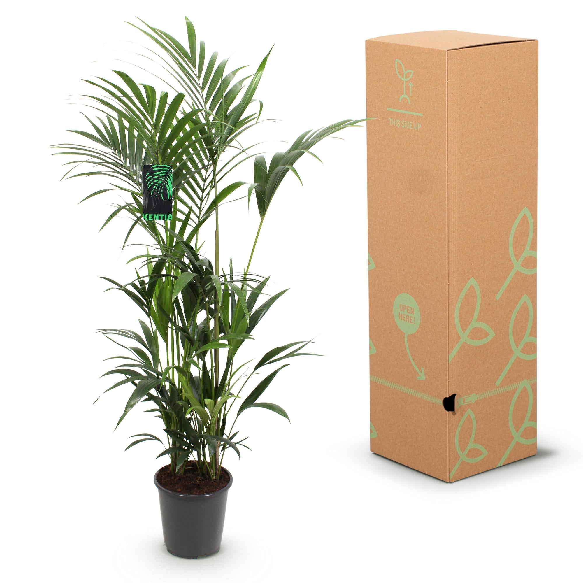 Kamerplant - Howea Forsteriana - Kentia Palm - Weinig Onderhoud - Groen - 1 plant - Pot 27cm - Hoogte 160-170cm