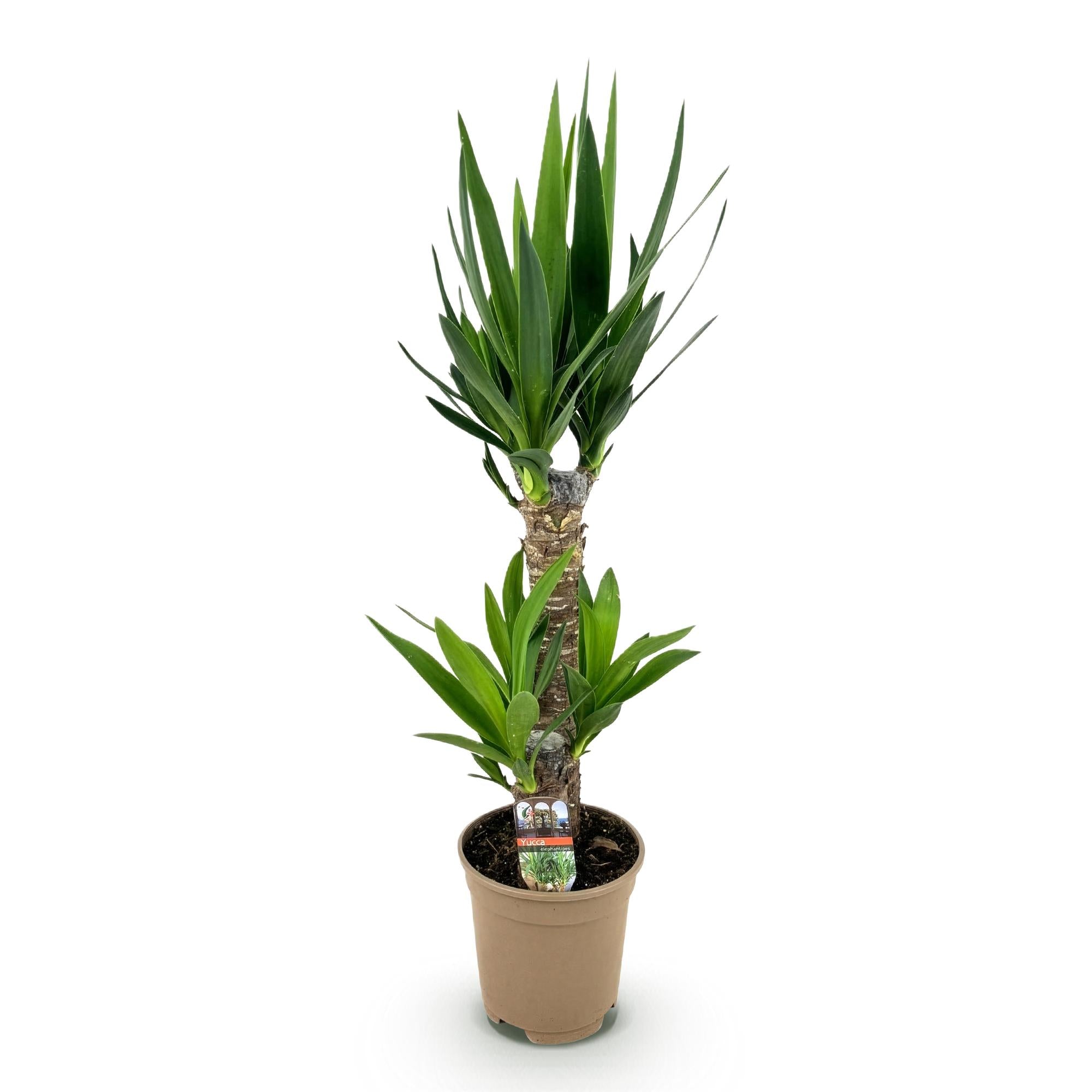 Kamerplant - Yucca elephantipes - Yucca - Weinig onderhoud - Groen - 1 - Pot 17cm - Hoogte 75cm