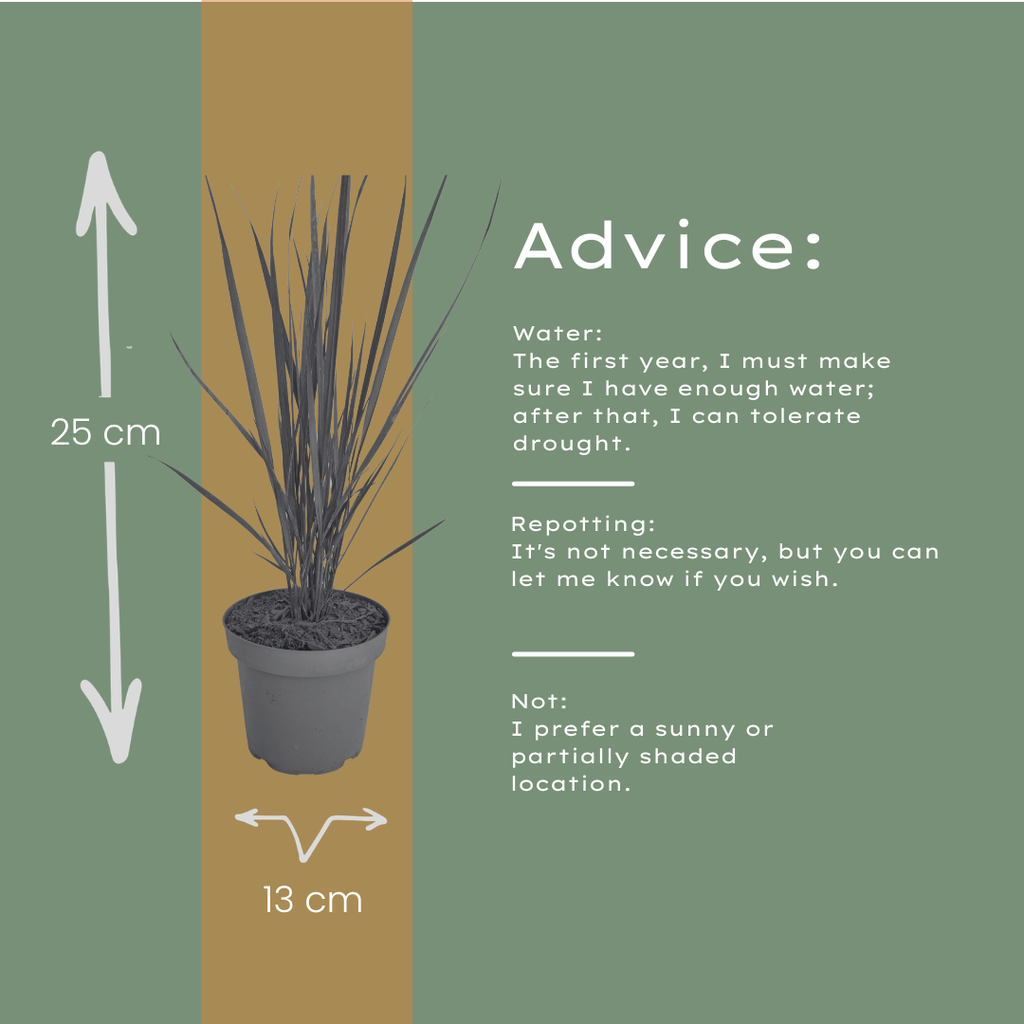 3x Panicum virgatum ‘Northwind’ – Sterk opgaand siergras met strakke groeivorm | Potmaat 12 cm