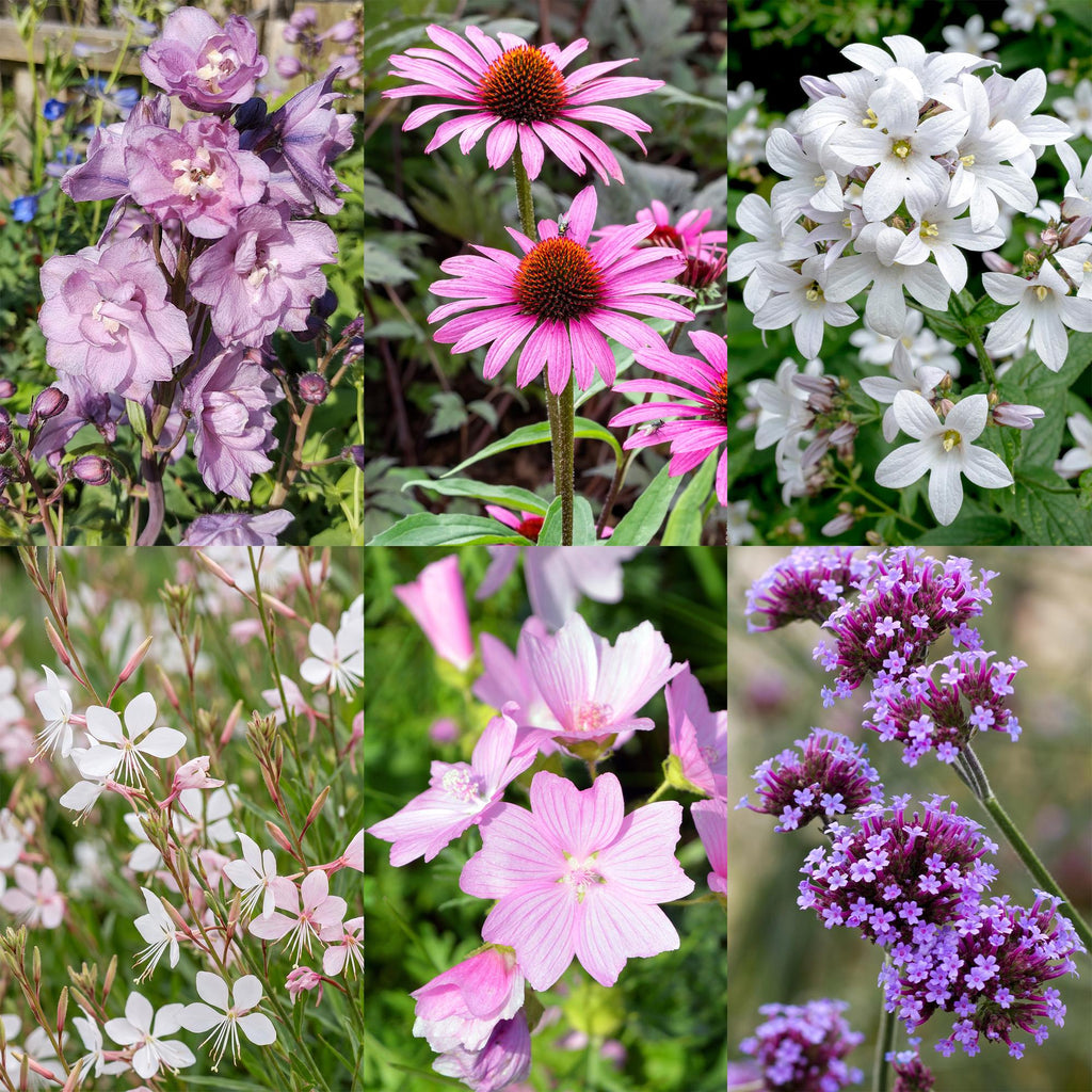 Vasteplant - Borderpakket - Bijen en vlinderlokkend - Diversen - Soorten en kleuren - 6 Planten - Pot 11cm - Hoogte 15-25cm