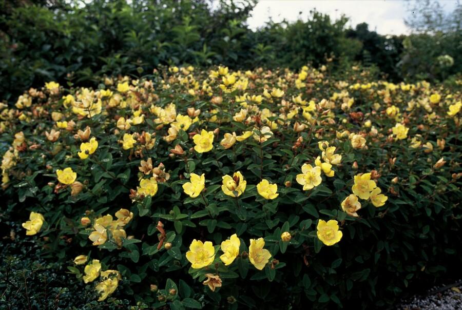 24x Hypericum dummeri 'Peter Dummer' - ↕10-25cm - Ø9cm