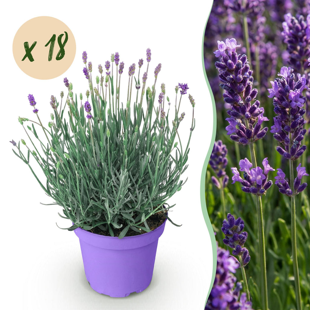 Tuinplant - Lavandula angustifolia Munstead - Lavendel - Winterhard - Paars - 18 Planten - Pot 12cm - Hoogte 15-25cm