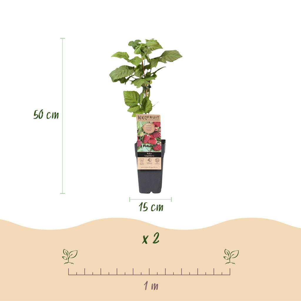 Fruitplant - Rubus Thornless Loganberry - Braamboos - Winterhard - Rode Vrucht - 2 Planten - Pot 15cm - Hoogte 50cm