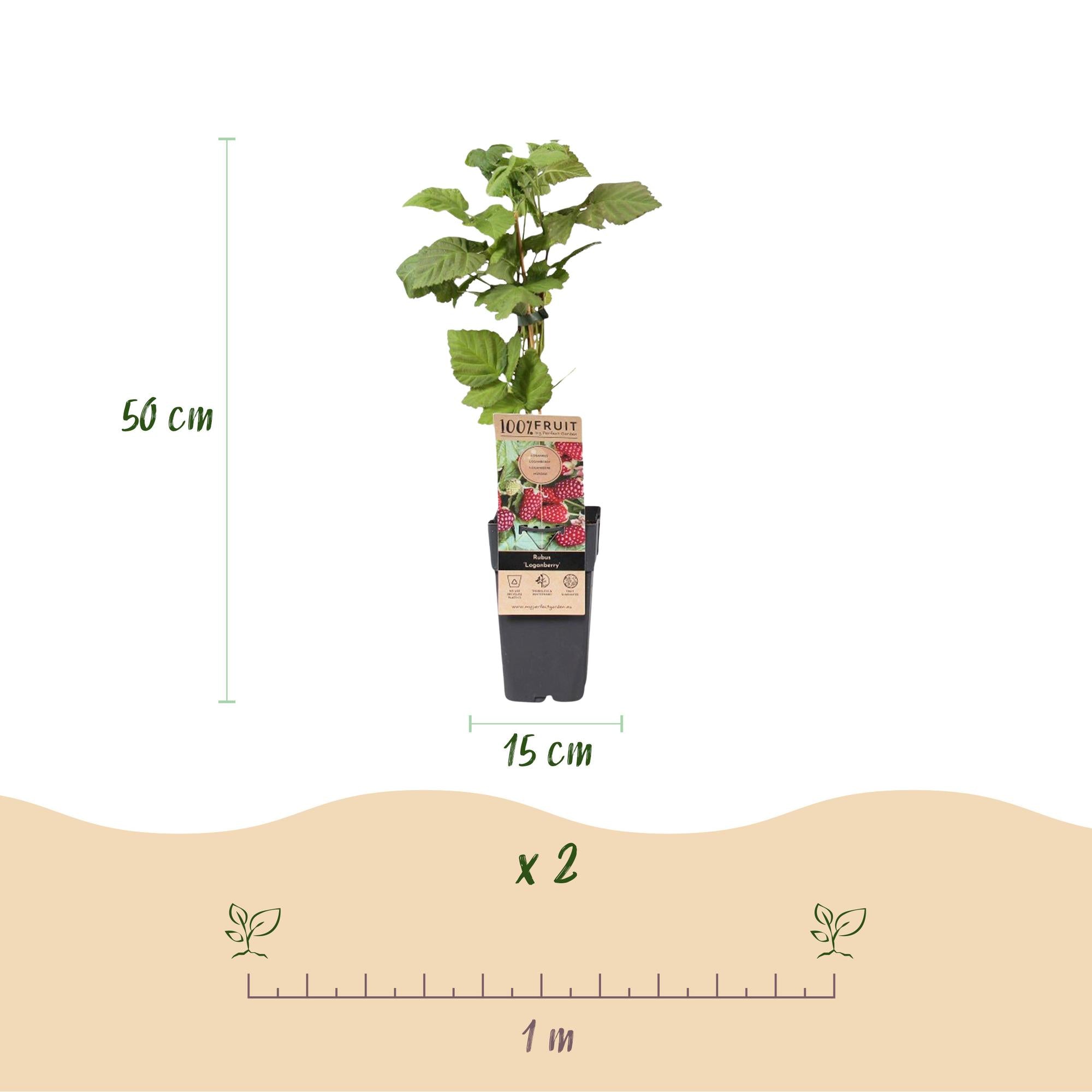 Fruitplant - Rubus Thornless Loganberry - Braamboos - Winterhard - Rode Vrucht - 2 Planten - Pot 15cm - Hoogte 50cm