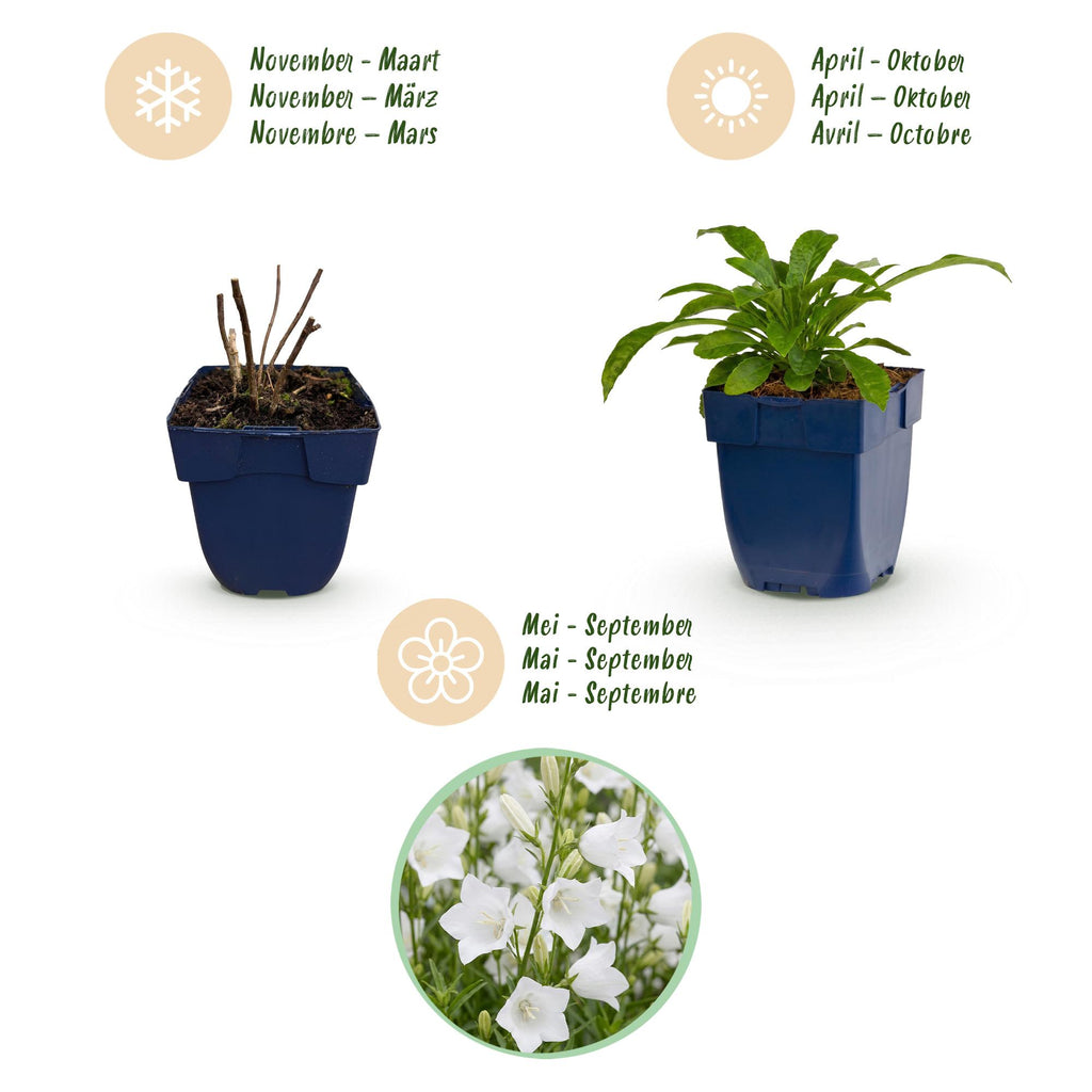 Vasteplant - Campanula pers. Alba - Perzikbladklokje - Bijen en Vlinderlokkers - Wit - 24 Planten - Pot 11cm - Hoogte 15-25cm
