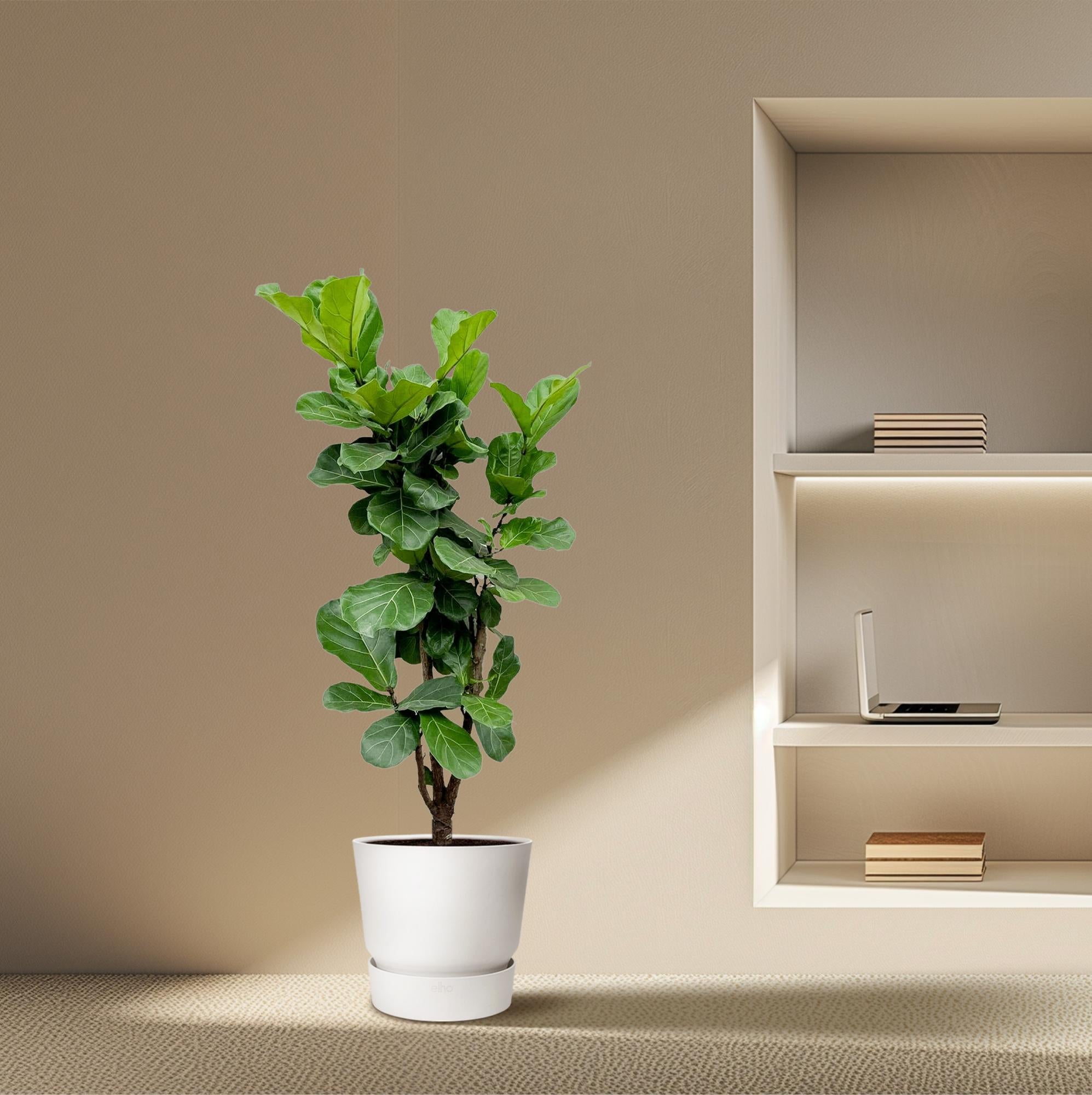 Ficus Lyrata vertakt - 150cm - ⌀24-27