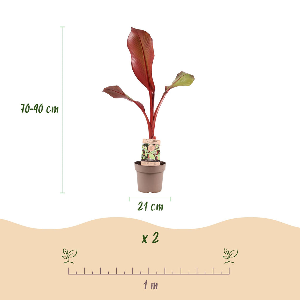 Fruitplant - Musa ensete Maurelli - Bananenboom - Winterhard - Rood-Groen - 1 Planten - Pot 21cm - Hoogte 90cm