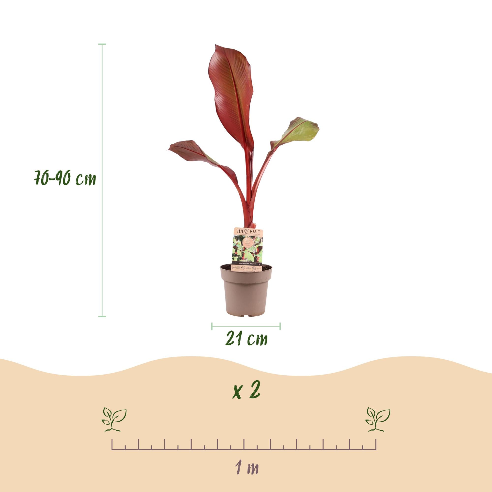 Fruitplant - Musa ensete Maurelli - Bananenboom - Winterhard - Rood-Groen - 1 Planten - Pot 21cm - Hoogte 90cm